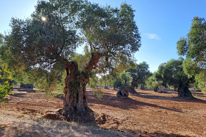 E-bike tour in Ostuni. Oil mill, Dolmen and huge olive trees - The guide makes the difference