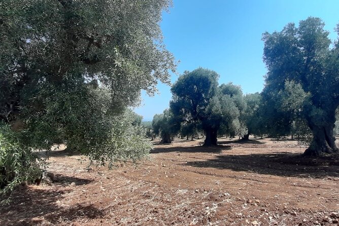 E-bike tour in Ostuni, the olive trees and the rock village - Should you book the Ostuni e-bike tour?