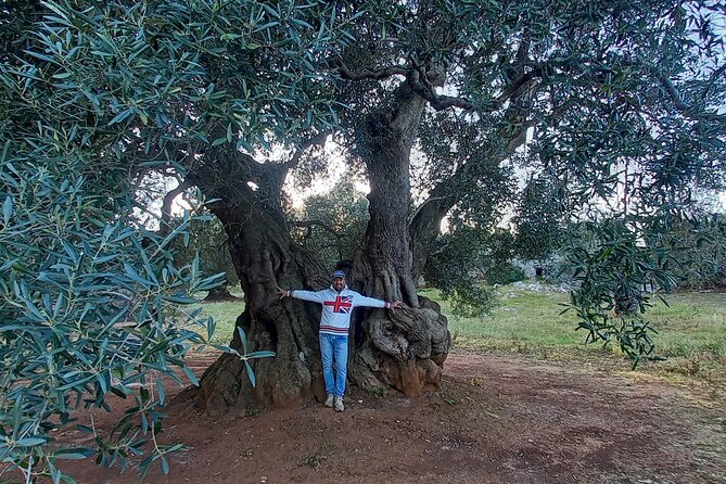 e-bike tour in the plain of the secular olive trees of Ostuni - Why the olive plain is the heart of the experience