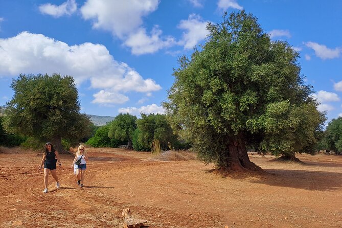 e-bike tour in the plain of the secular olive trees of Ostuni - What happens at the old farm