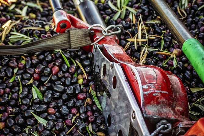 Experience of Olive Oil Tasting Crete , Visit the Knossos Palace - The Chania old-town food walk