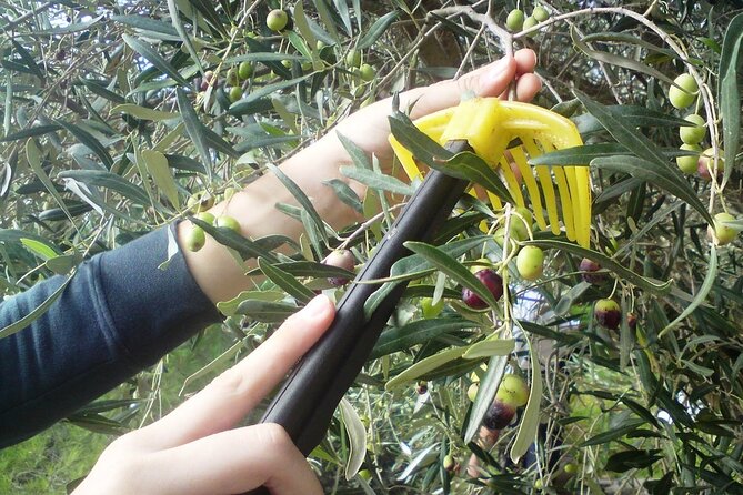 Experience of Olive Oil Tasting Crete , Visit the Knossos Palace - The human side: helpful drivers and guide Adonis