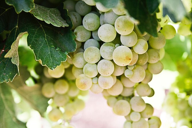 Explore the Secrets of Wine and Olives in Rethymno - Melidoni olive mill: from hand work to modern machinery
