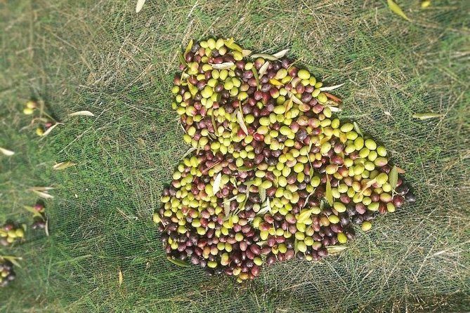 Extra Virgin Olive Oil Experience - The private format and why it matters