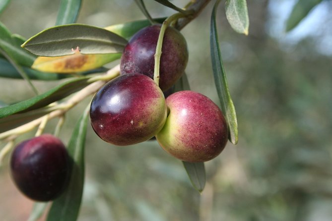 Extra virgin Savoy Tour and olive oil tasting - FASANO - Entering the hypogeum