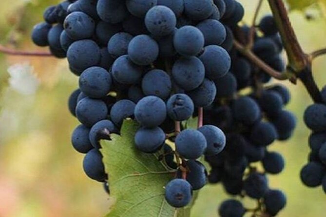 Farm-to-Table Experience: Olive Oil, Garden Tour & Nonna’s Lunch - Leaving Sorrento for the hills