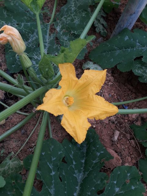 Farm Tour with Cheese-Making, Olive Oil Tasting & Picnic - A family farm that connects food to the land