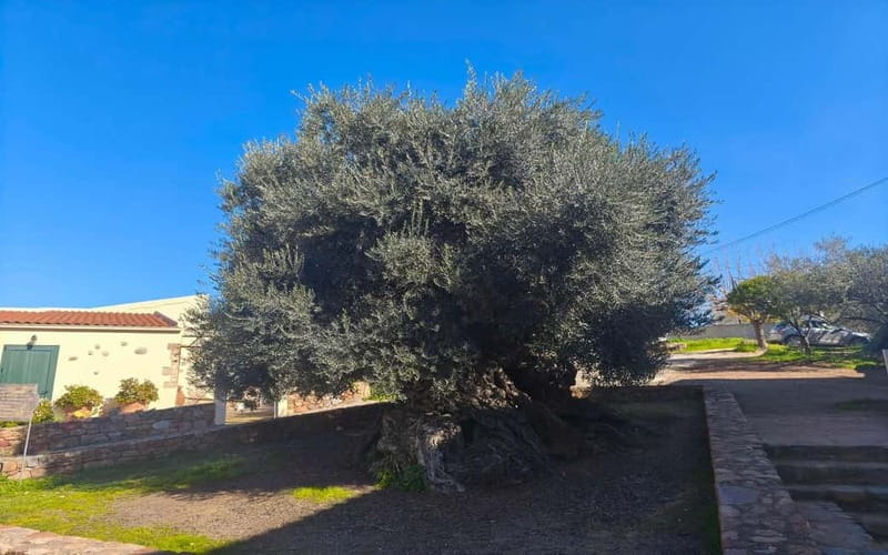 Flavors of Crete from Chania: Wine & Olive Oil Tasting Tour - Guides, organization, and one caution