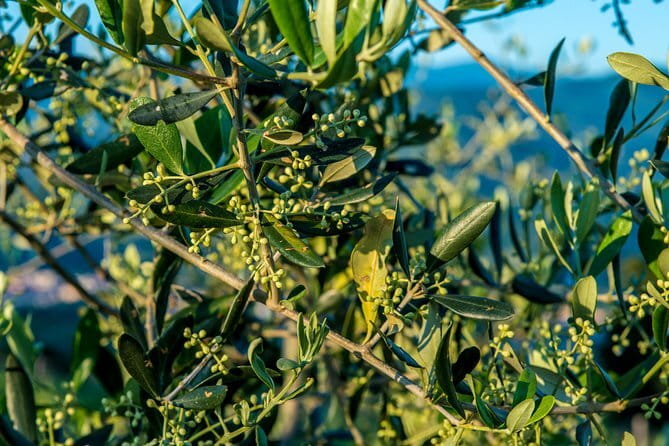 Florence Food Tour: Home-Made Pasta, Truffle, Cantucci, Olive Oil, Gelato - Gelato and the final sweet course