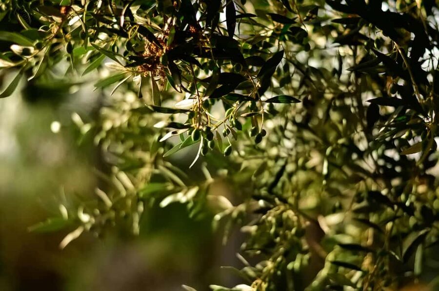 Florence: Olive Oil Tasting Experience - Three olive oils, one useful lesson