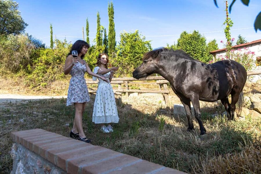 Florence: The secret of wine, cheese and olive oil at a farm - From Florence station to the Chianti hills
