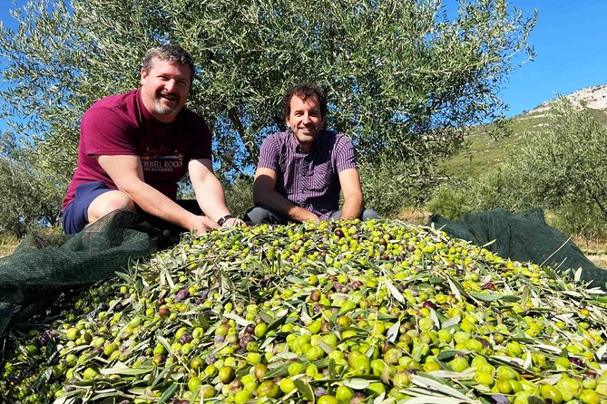From Athens: Olive Oil Tasting, Olive Grove & Wine Experience - Booking, cancellation, and small practical points
