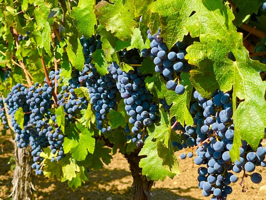 From Biograd: Wine and Olive Oil Tasting in Ražnjevića Dvori - Four wines and the Zinfandel connection