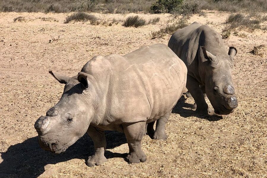 From Cape Town: Wildlife Safari, Olive, Beer & Wine Tasting - Key points to know before booking