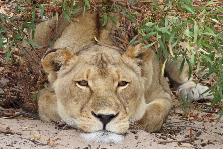 From Cape Town: Wildlife Safari, Olive, Beer & Wine Tasting - From Cape Town to Buffelsfontein