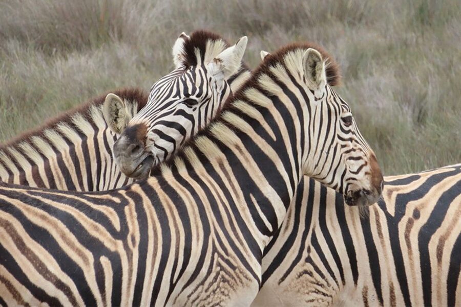 From Cape Town: Wildlife Safari, Olive, Beer & Wine Tasting - Alexanderfontein turns the day toward food