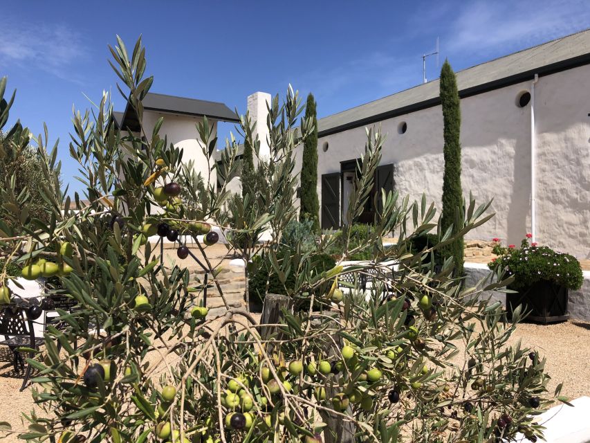 From Cape Town: Wildlife Safari, Olive, Beer & Wine Tasting - Darling Brew adds lunch and local beer