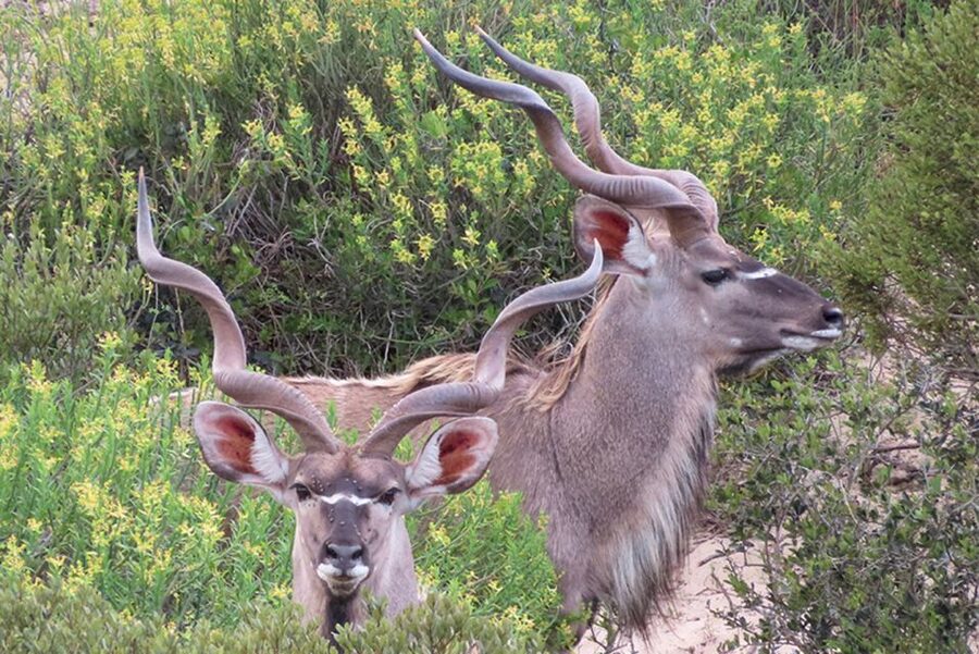 From Cape Town: Wildlife Safari, Olive, Beer & Wine Tasting - What Buffelsfontein can and cannot offer