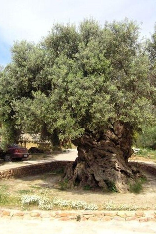 From Chania: Olive Oil, Wine, Cheese & Honey Tasting Tour - Cheese making in Ano Vouves