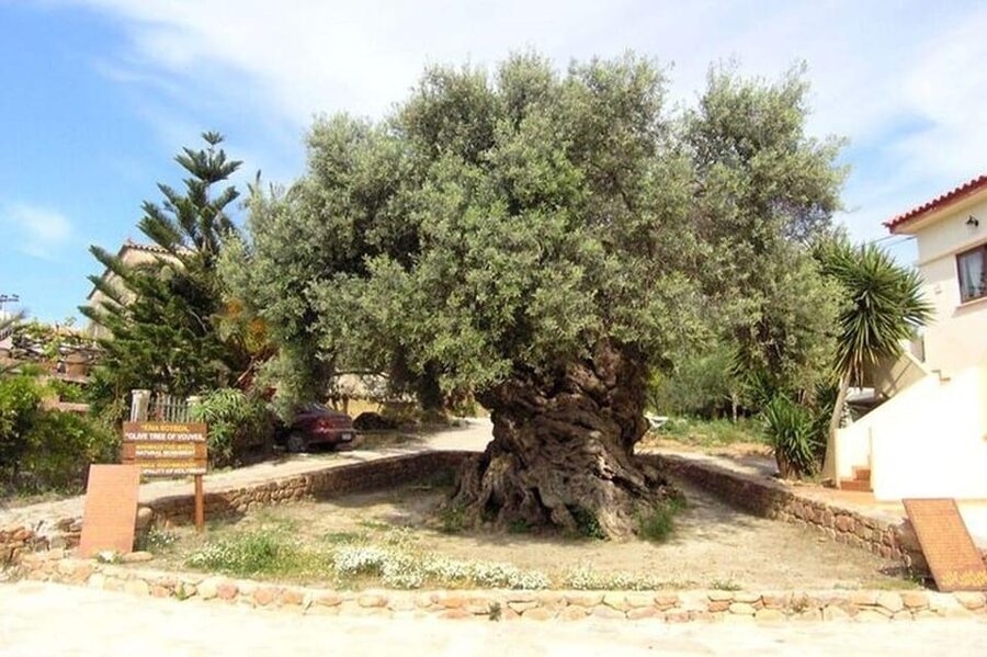 From Chania: Olive Oil, Wine, Cheese & Honey Tasting Tour - Timing, comfort, and what to bring