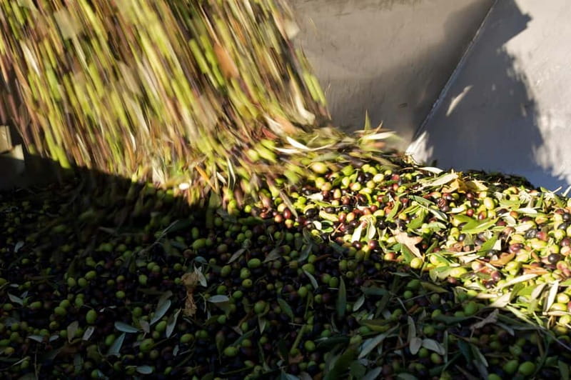 From Florence: Olive Oil Mill Tour and Tasting in Fiesole - The zero-emission system and biomass heating