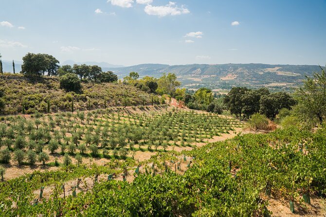 From Malaga: Ronda, Wine & Olive Oil Tasting Premium Small Group - Ninety minutes to choose your own lunch