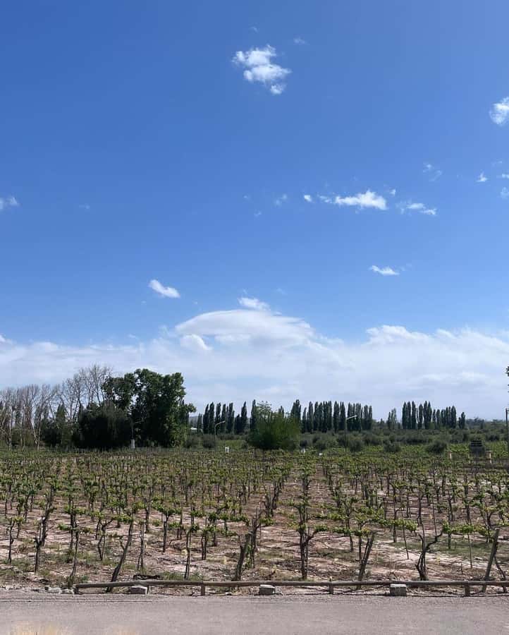 From Mendoza: 3 Wineries, Olive Oil Factory Tour & Tasting - Why Maipú works so well for a half-day wine tour