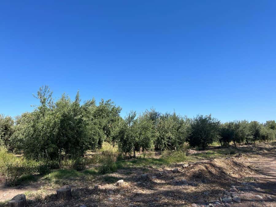 From Mendoza: 3 Wineries, Olive Oil Factory Tour & Tasting - First stop: an artisanal winery