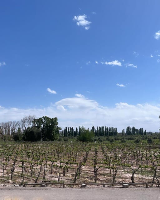 From Mendoza: 3 Wineries, Olive Oil Factory Tour & Tasting - The sweet-wine cellar breaks up the reds