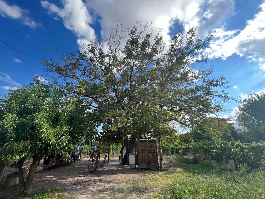 From Mendoza: 3 Wineries, Olive Oil Factory Tour & Tasting - What the $34 price really covers