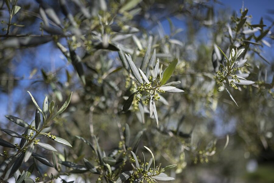 From Montpellier: Wine and Olive Tour - Saint-Gély-du-Fesc and the 16th-century olive mill