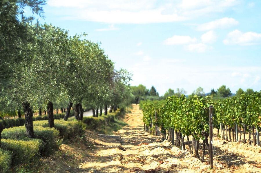 From Montpellier: Wine and Olive Tour - Walking through vines and olive trees