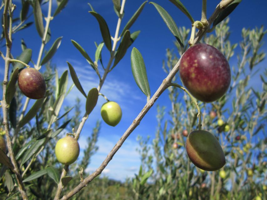 From Montpellier: Wine and Olive Tour - Is the $88 price good value?
