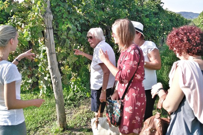 From Padua: Olive Oil & Wine in the Euganean Hills - EVO del Borgo in Arquà Petrarca: Olive Oil with a Seasonal Catch