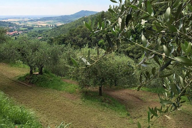 From Padua: Olive Oil & Wine in the Euganean Hills - Who Will Enjoy This Best?