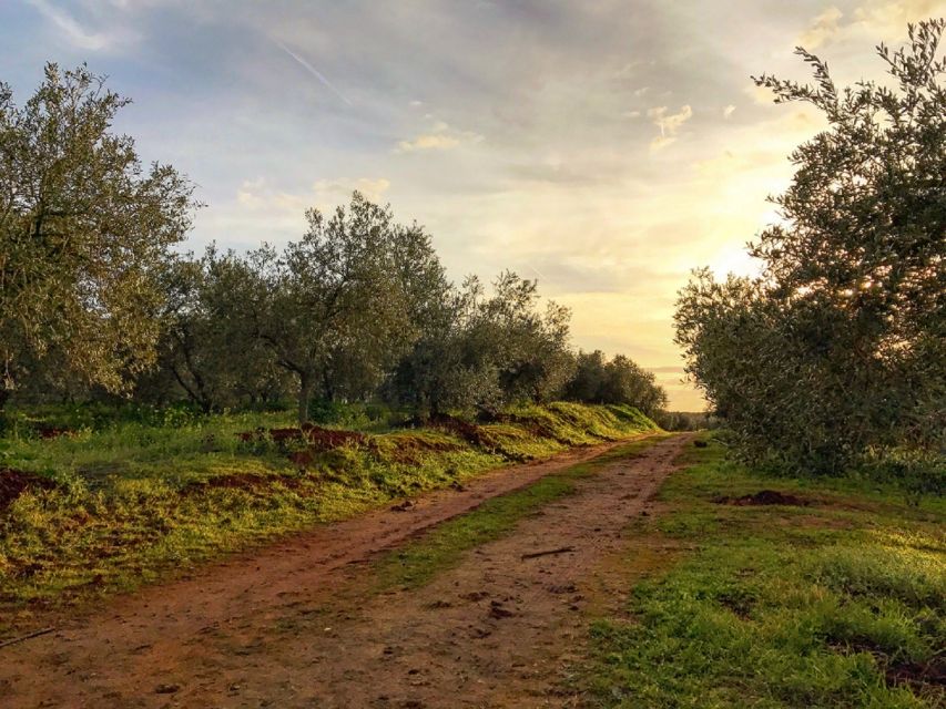 From Seville: Olive Oil Farm Tour - Shared or private tour?