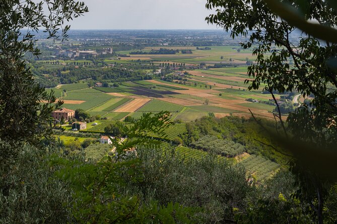 From Venice: Olive Oil & Wine Tour in the Venetian Hills - Cantina Colli Euganei and regional wine pairings
