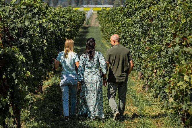 From Venice: Olive Oil & Wine Tour in the Venetian Hills - Who should book this afternoon outing?