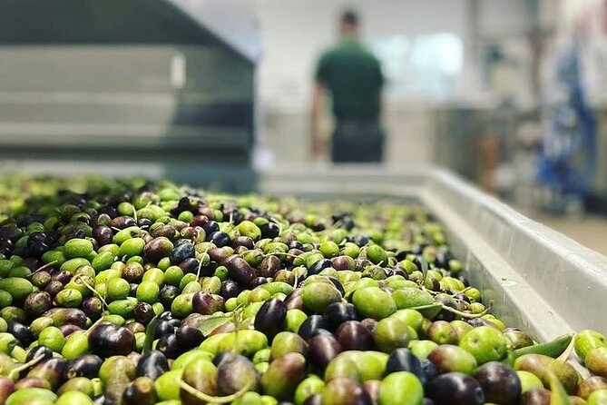 From Venice: Olive Oil & Wine Tour in the Venetian Hills - Weather, timing, and cancellation details