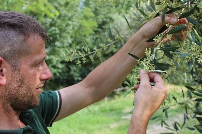 From Venice: Olive Oil & Wine Tour in the Venetian Hills - Is this Euganean Hills tour worth booking?