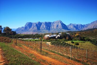 Full-Day Chocolate, Cheese, Olive and Wine Tour from Stellenbosch