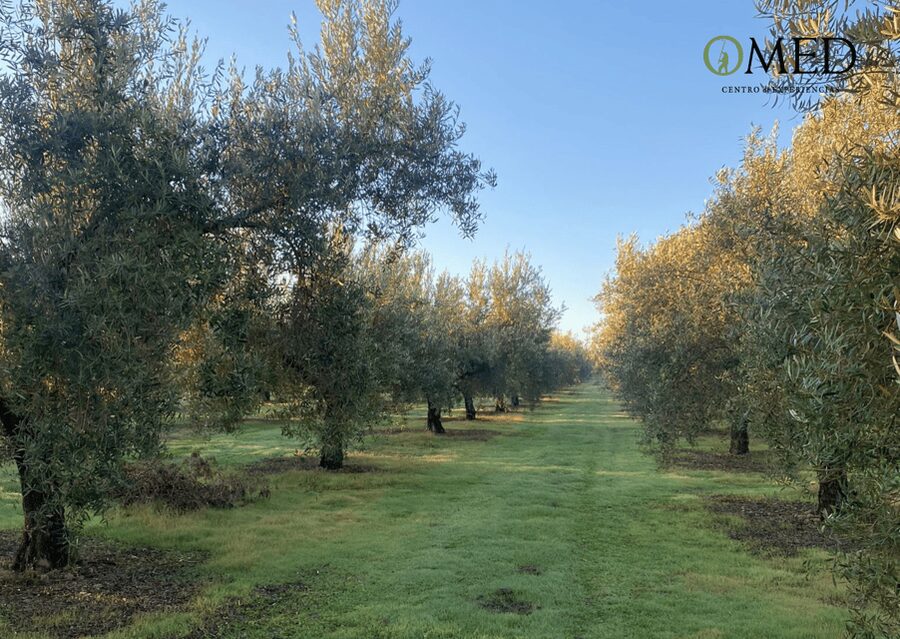 Granada in EVOO: Olive grove guided tour and sensory tasting - Walking among the olive trees
