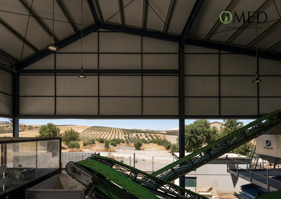 Granada in EVOO: Olive grove guided tour and sensory tasting - What the $47 price really covers