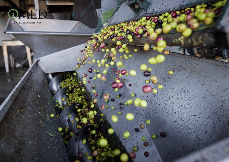Granada in EVOO: Olive grove guided tour and sensory tasting - When to visit for a more active mill experience