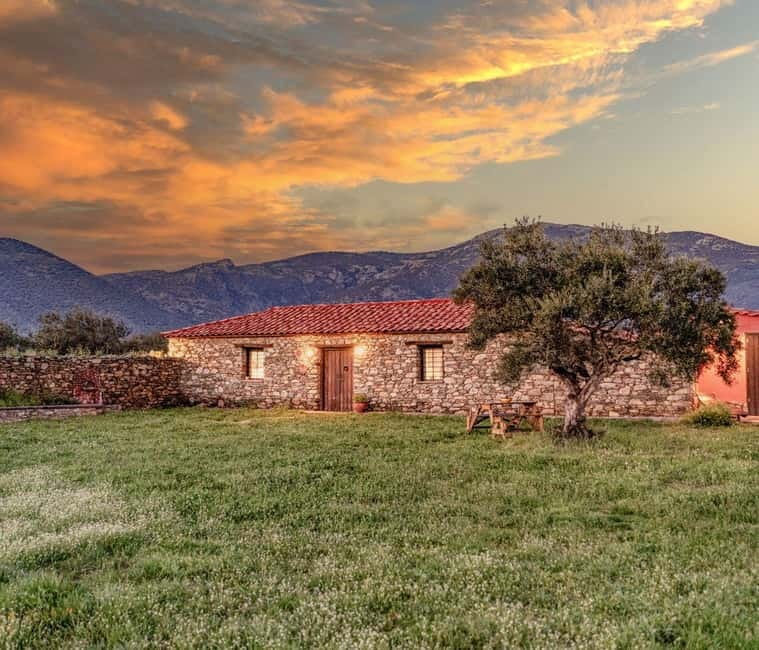 Greece in a Drop: Olive Grove Walk and Olive Oil Tasting - The 30-minute walk through the olive grove