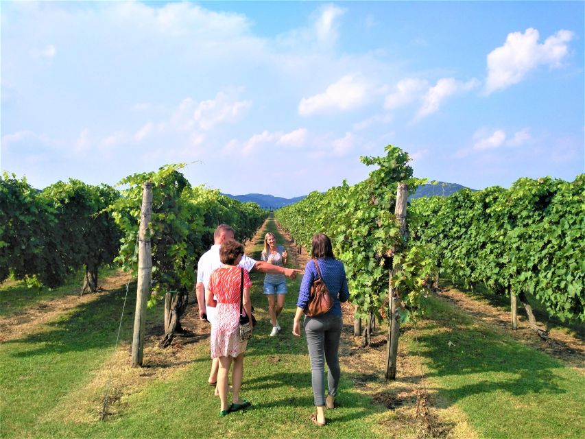Guided Olive Oil & Wine Tour From Padua - The regional story is the weak link