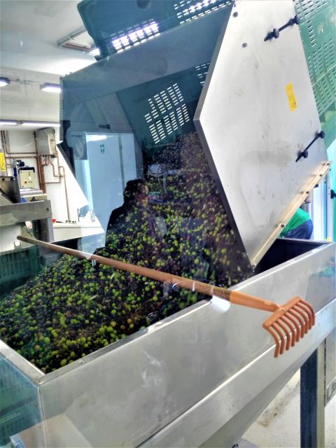 Guided Olive Oil & Wine Tour From Padua - Is $192.58 a fair price?