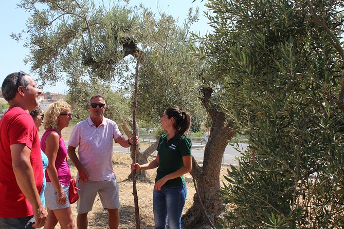 Guided tour and olive oil tasting in Alhaurin el Grande (Málaga) - From Málaga’s hills to the Aceites Molisur mill