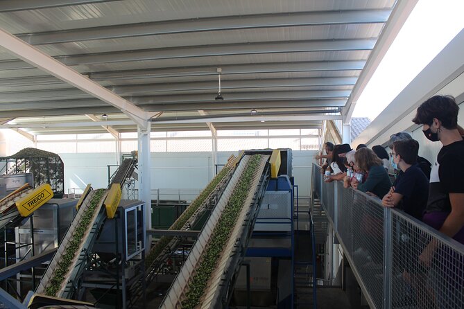 Guided tour and olive oil tasting in Alhaurin el Grande (Málaga) - Who should book the Alhaurín el Grande olive oil tour?