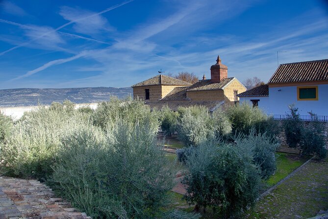Guided tour of the Museum of Olive Culture Oil Tasting - Why Jaén is the right place to learn about olive oil